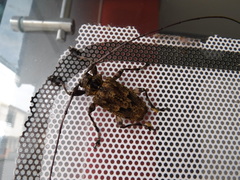 Dryoctenes scrupulosus