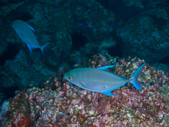 Ferdauia orthogrammus