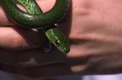 Philothamnus angolensis