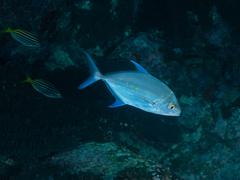 Ferdauia orthogrammus