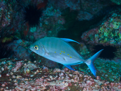 Ferdauia orthogrammus
