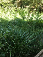 Carex pendula