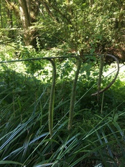 Carex pendula