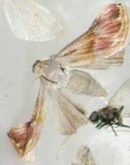 Eublemma cochylioides