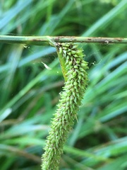 Carex pendula