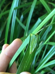 Carex pendula
