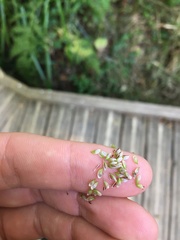 Carex pendula