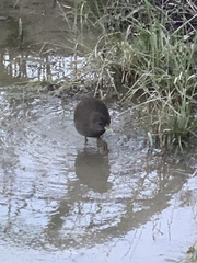 Amaurornis moluccana