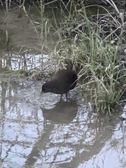 Amaurornis moluccana