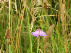 Andrena hattorfiana