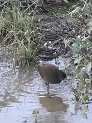 Amaurornis moluccana