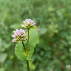 Persicaria nepalensis