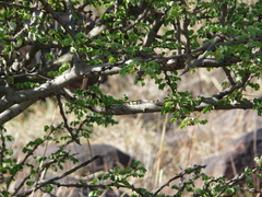Psammophis leightoni