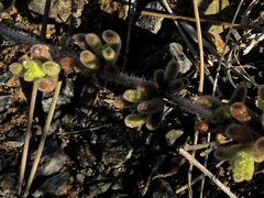 Drosanthemum archeri