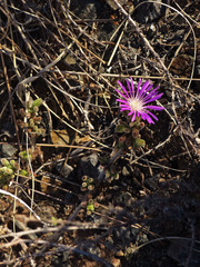 Drosanthemum archeri