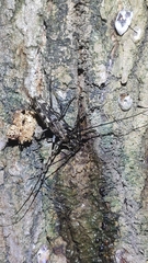 Trirachys orientalis