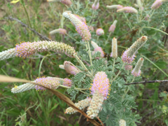 Dalea villosa