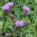 Creeping Thistle - Photo (c) Almantas Kulbis, some rights reserved (CC BY-NC), uploaded by Almantas Kulbis