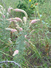 Dalea villosa