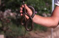 Psammophis mossambicus
