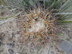 Coryphantha difficilis