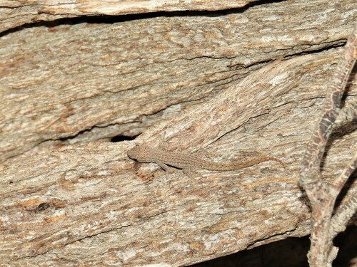 Bradfield's Dwarf Gecko, Lygodactylus bradfieldi