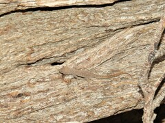 Lygodactylus bradfieldi