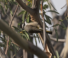 Melithreptus validirostris