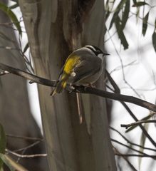 Melithreptus validirostris