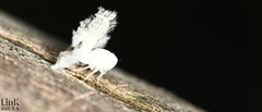 Ricania sublimata