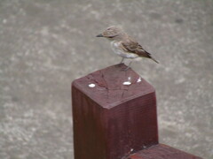 Muscicapa striata
