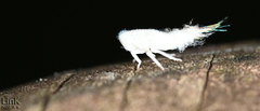 Ricania sublimata