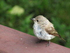 Muscicapa striata