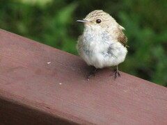 Muscicapa striata