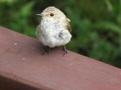 Muscicapa striata