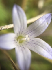 Campanula californica