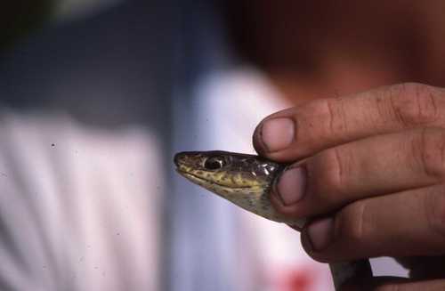 Psammophis mossambicus