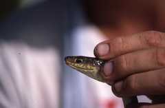 Psammophis mossambicus
