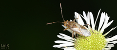 Stictopleurus minutus