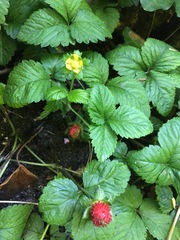 Potentilla indica