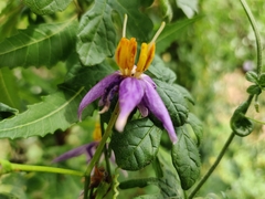 Solanum trilobatum