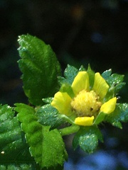 Potentilla indica