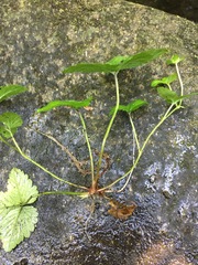 Potentilla indica