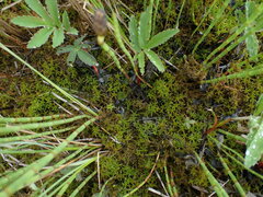 Sphagnum denticulatum