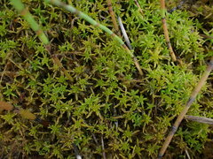 Sphagnum denticulatum