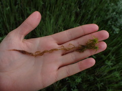Sphagnum denticulatum