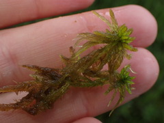 Sphagnum denticulatum
