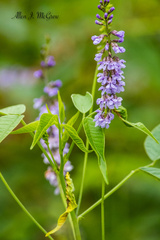 Orbexilum onobrychis