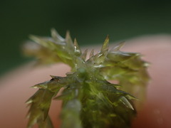 Sphagnum denticulatum