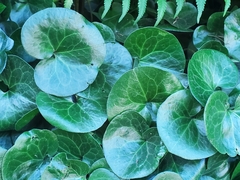 Asarum